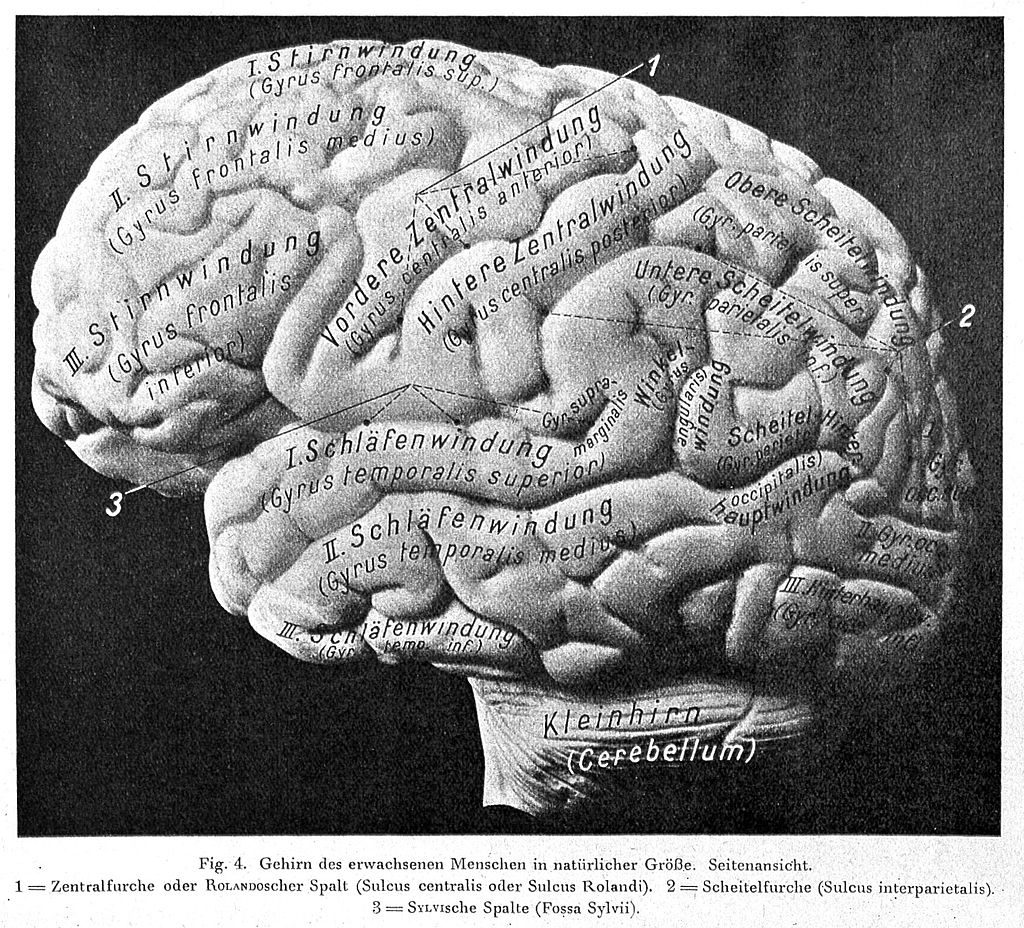 学習 脳の見取り図 を描いてみる ちりつもfile B